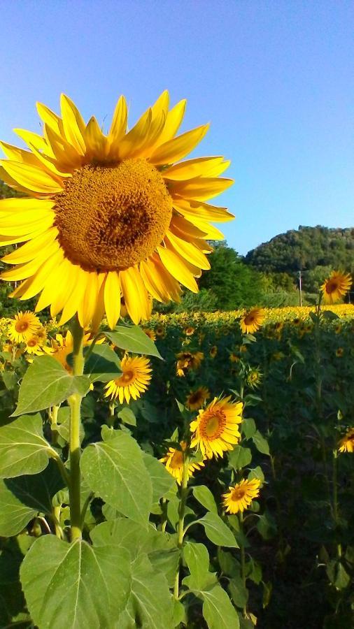 Podere Pian Dei Gelsi Volterra Kültér fotó